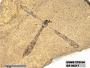 Insecta