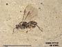 Insecta