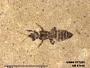 Insecta
