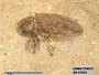 Insecta