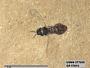 Insecta
