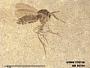 Insecta