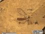 Insecta