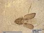 Insecta