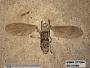 Insecta