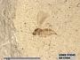 Insecta