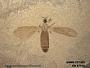 Insecta