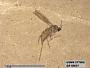 Insecta