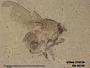 Insecta