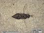 Insecta