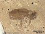 Insecta