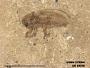 Insecta