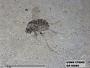Insecta