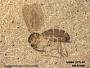 Insecta