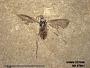 Insecta