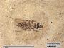 Insecta