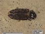 Insecta