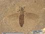 Insecta