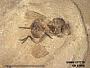 Insecta