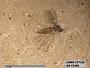 Insecta
