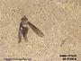 Insecta