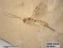 Insecta