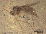 Insecta