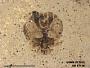Insecta