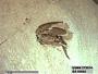 Insecta