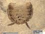 Insecta
