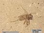 Insecta