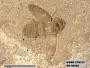 Insecta