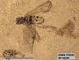 Insecta