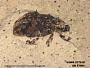Insecta