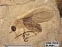 Insecta