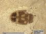 Insecta