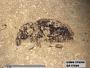 Insecta