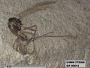 Insecta