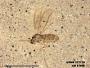 Insecta