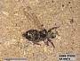 Insecta