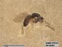 Insecta