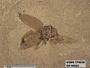Insecta