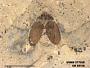 Insecta