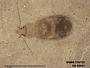 Insecta