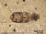 Insecta