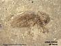 Insecta