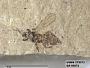 Insecta