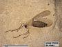Insecta