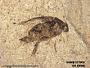 Insecta