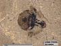 Insecta